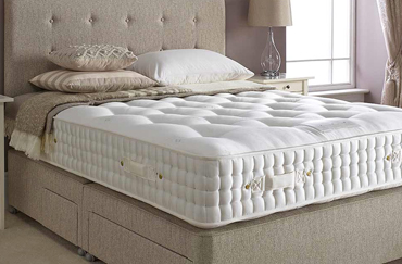 pet friendly carpets