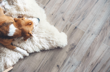 pet friendly karndean flooring