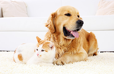 pet friendly carpets