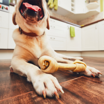 Pet-friendly flooring options for cat and dog owners