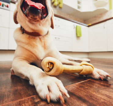 Pet-friendly flooring options for cat and dog owners