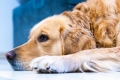 Pet-Friendly Flooring: The Complete Guide for Cat and Dog Owners