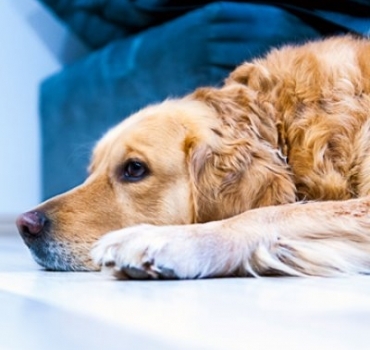 Pet-Friendly Flooring: The Complete Guide for Cat and Dog Owners