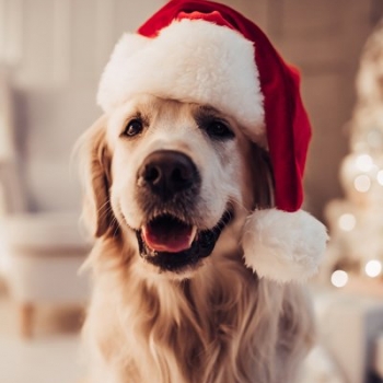 3 Last minute tips for Christmas