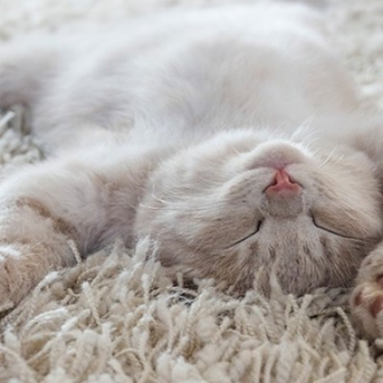 Choosing your pet friendly carpet