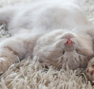 Choosing your pet friendly carpet