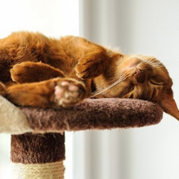 8 unusual ideas for how to repurpose your old carpet