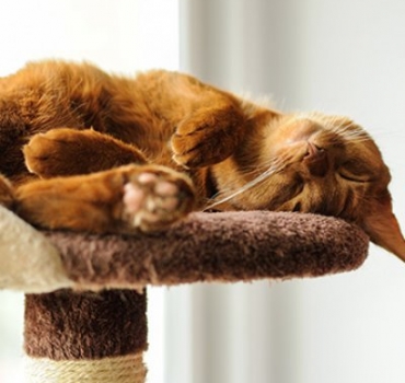 8 unusual ideas for how to repurpose your old carpet